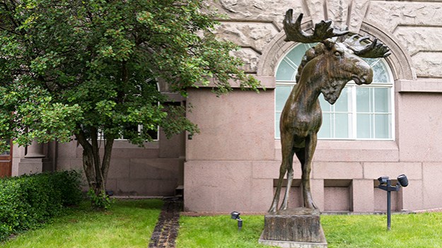 2014-06-10-city-moose-025