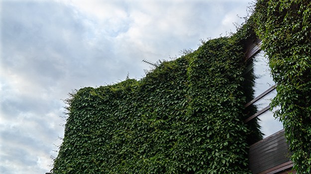 2014-06-25-wall-with-leaves-033