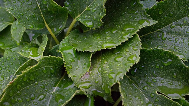 2014-06-29-leaves-035