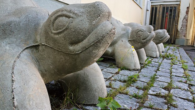 2014-07-11-turtles-028