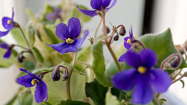 2014-09-14-african-violet-020