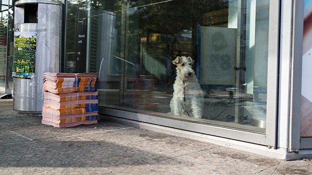 2014-09-21-waiting-dog-006