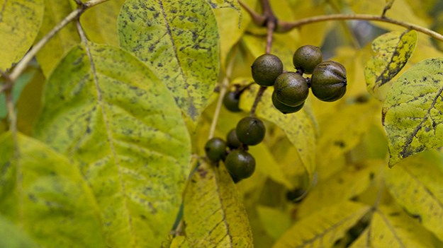 2014-10-09-berries-005