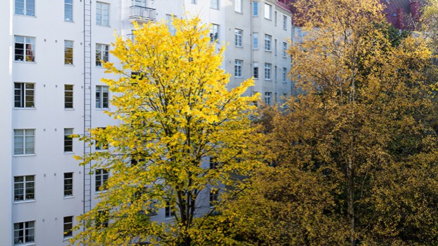 2014-10-11-yellow-leaves-002