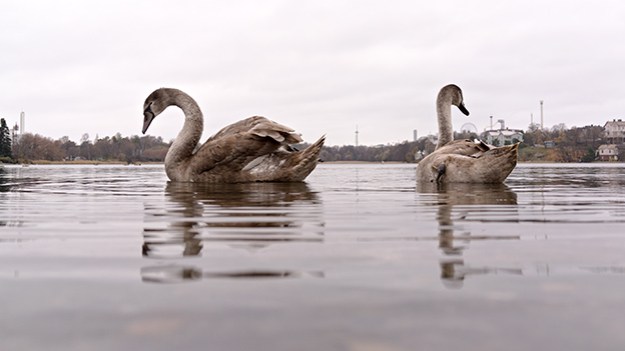 2014-10-28-swans-005