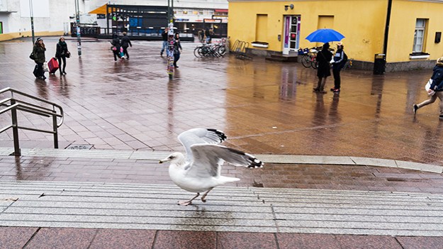 2014-11-03-herring-gull-001