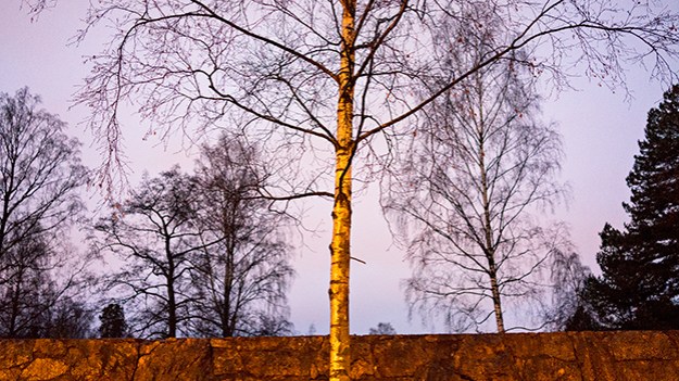 2014-11-06-birch-029