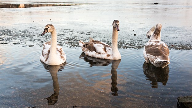 2014-12-03-young-swans-part-two-015