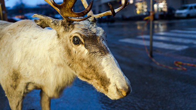 2014-12-08-reindeer-in-the-rain-009