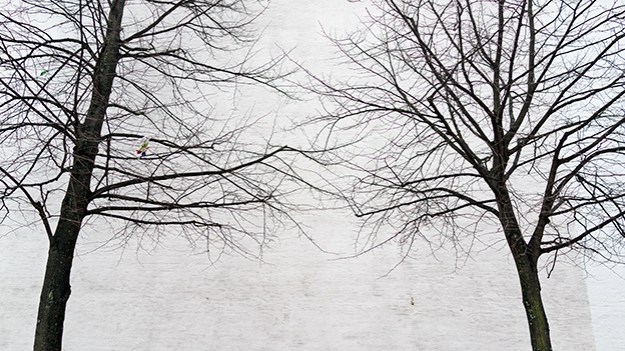 2014-12-11-trees-without-leaves-003