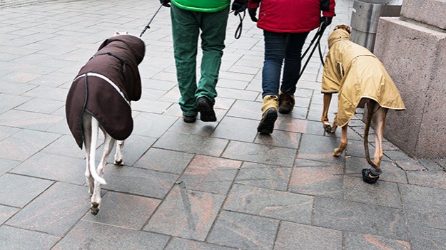 2015-02-07-walking-the-dogs-013