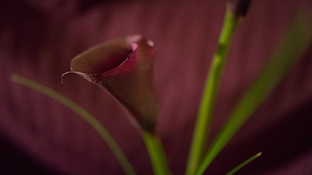 2015-02-14-purple-calla-lily-025