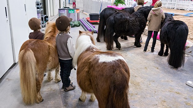 2015-03-08-pony-agility-039