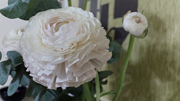 2015-03-29-white-persian-buttercup-003