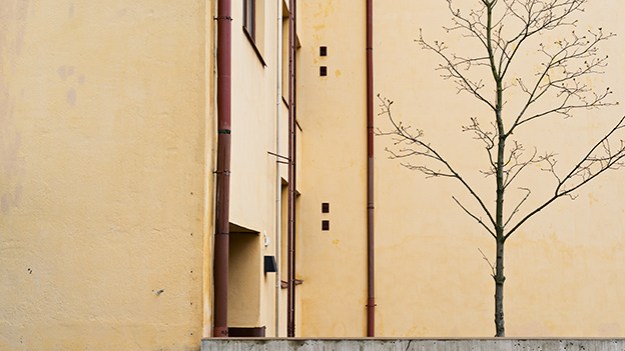 2015-04-27-urban-tree-048