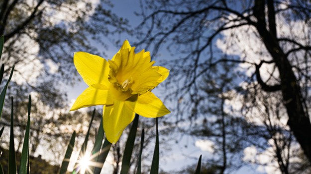 2015-05-09-narcissus-109