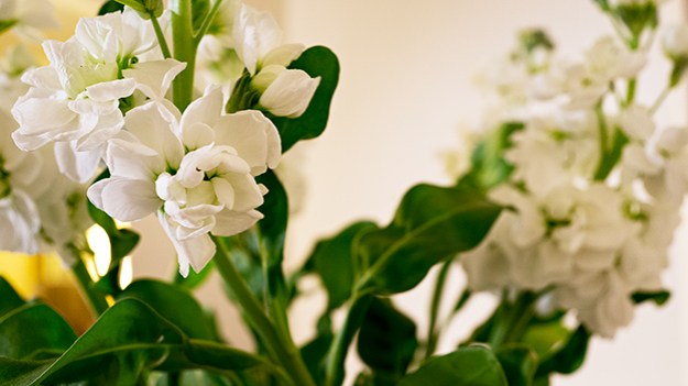 2015-05-30-white-flowers-022