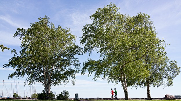 2015-06-11-birches-038