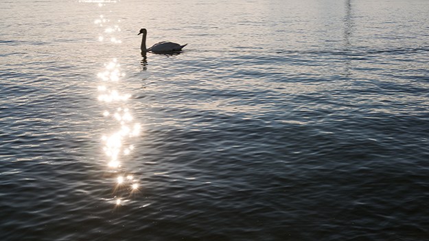 2015-06-21-swan-020