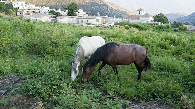 2015-07-16-two-horses-046