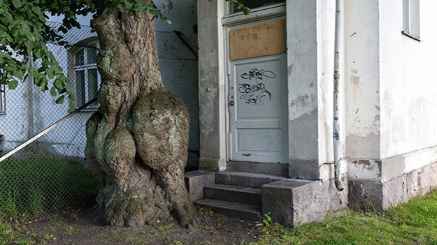 2015-08-03-old-tree-034