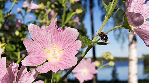 2015-08-14-flowers-and-a-bee-056