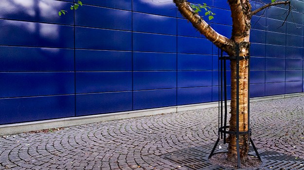 2015-09-08-Birch-and-a-blue-wall-022