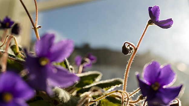 2015-10-06-african-violet-part-two-004