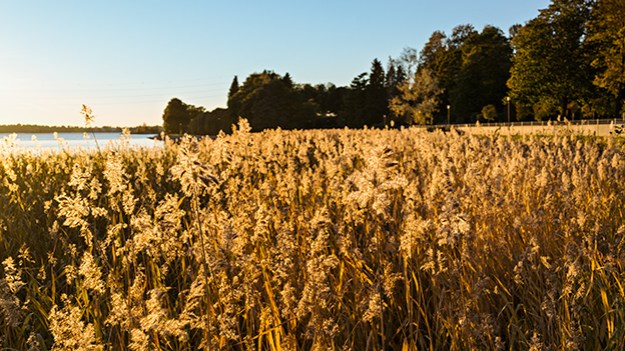 2015-10-10-reed-bed-039