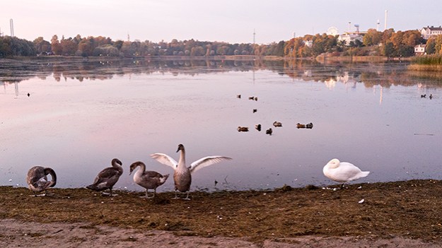 2015-10-17-swans-on-the-shore-076