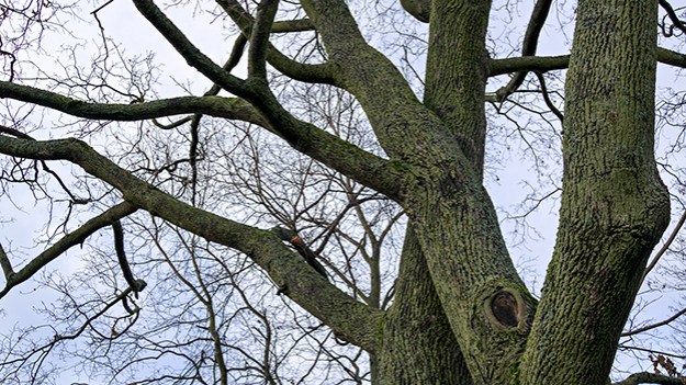 2015-11-17-crossed-trees-005