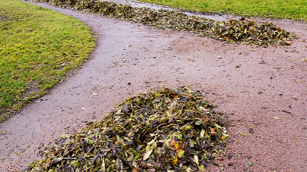 2015-11-19-collected-leaves-011