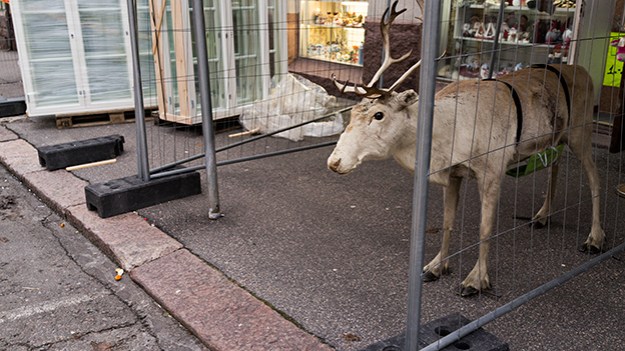 2015-11-25-reindeer-between-the-fences-006