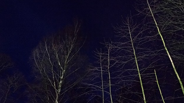 2015-11-29-birches-part-two-016