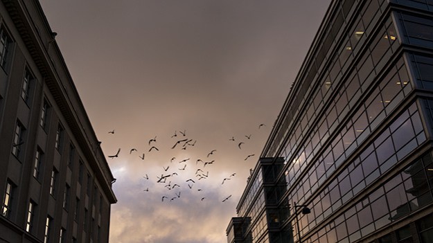 2015-12-03-birds-024