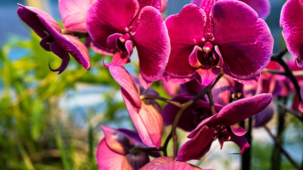2015-12-06-orchids-070