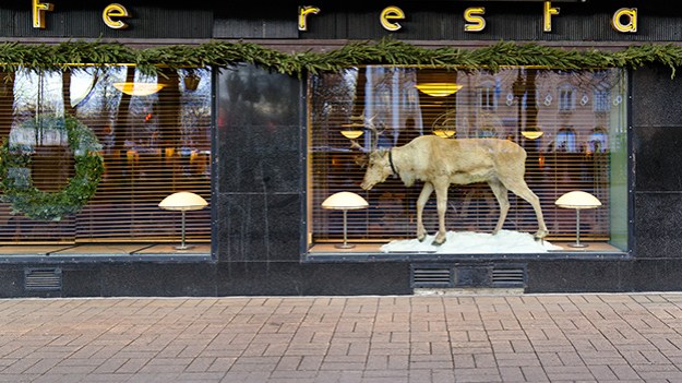 2015-12-16-reindeer-in-the-window-001