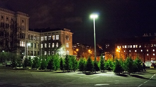 2015-12-21-christmas-trees-for-sale-027