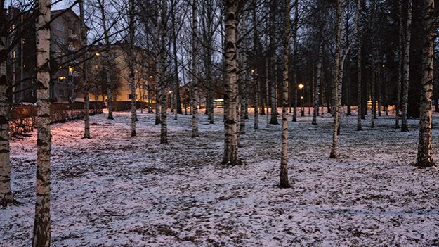 2015-12-30-birches-in-the-park-039