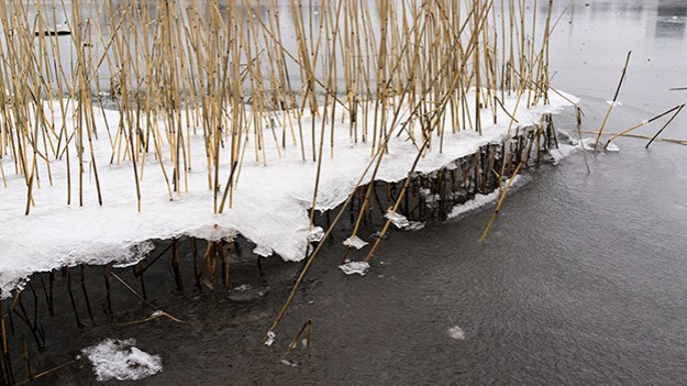 2015-12-31-frozen-reeds-007