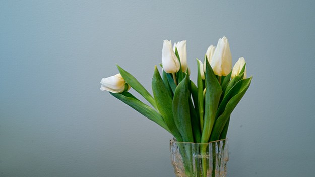 2016-01-01-tulips-015