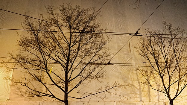 2016-01-07-trees-and-a-wrapped-house-010