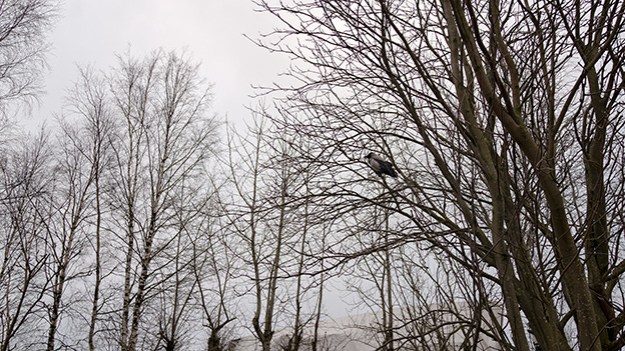 2016-04-03-a-crow-on-the-branch-026