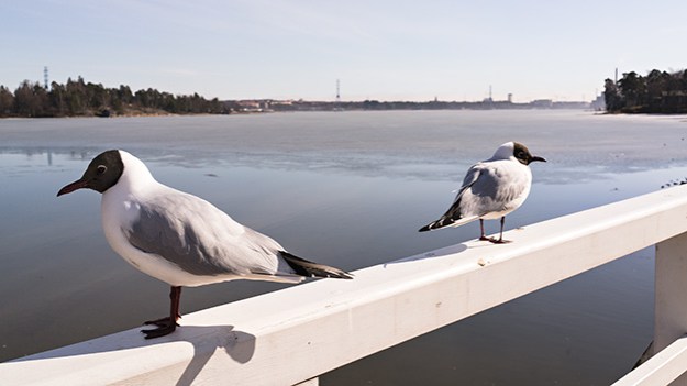 2016-04-04-two-seagulls-on-the-rail-033