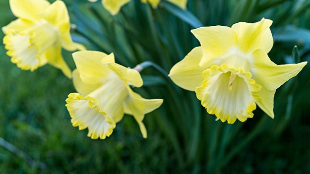 2016-05-10-narcissi-051