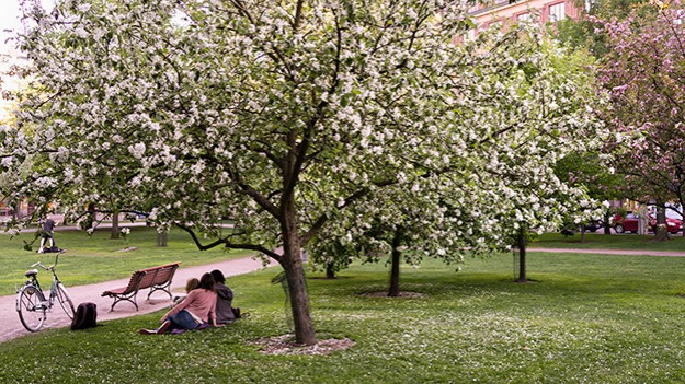 2016-05-25-blooming-031