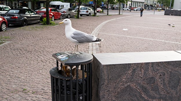 2016-06-15-seagull-on-trash-bin-029