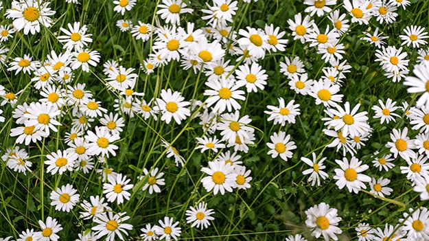 2016-06-24-daisies-032