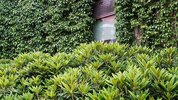 2016-06-27-shades-of-green-081