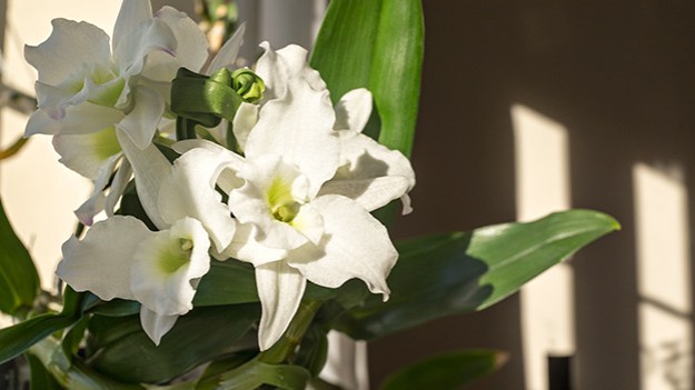 2016-06-29-orchids-part-two-006